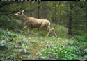 Deer in Custer Gallatin National Forest south of Red Lodge.