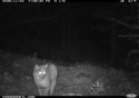 Bobcat, Custer Gallatin National Forest.