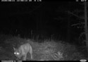 Bobcat, Custer Gallatin National Forest, Red Lodge, MT.