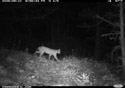 Bobcat, Custer Gallatin National Forest, Red Lodge, MT.