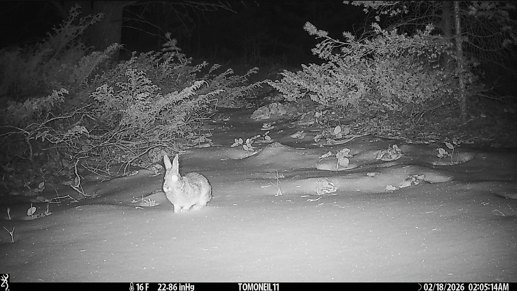 Bunny rabbit has survived in this part of the Custer Gallatin National Forest surrounded by mountain lions, bobcats, coyotes and bear.  Click for next photo.