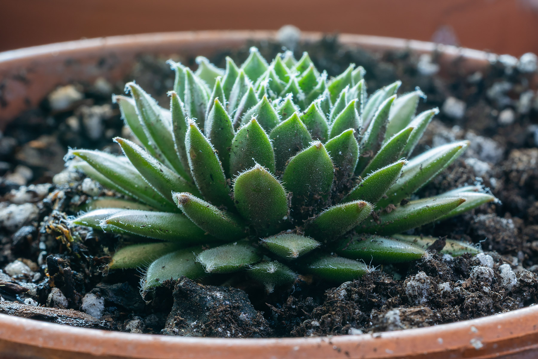 Sempervivum, unknown variety.  A perfect green little rosette but no distinguishing features such as offsets.  (#3 of six unknown varieties of Sempervivum in Jan. 29 shipment.)  Click for next photo.