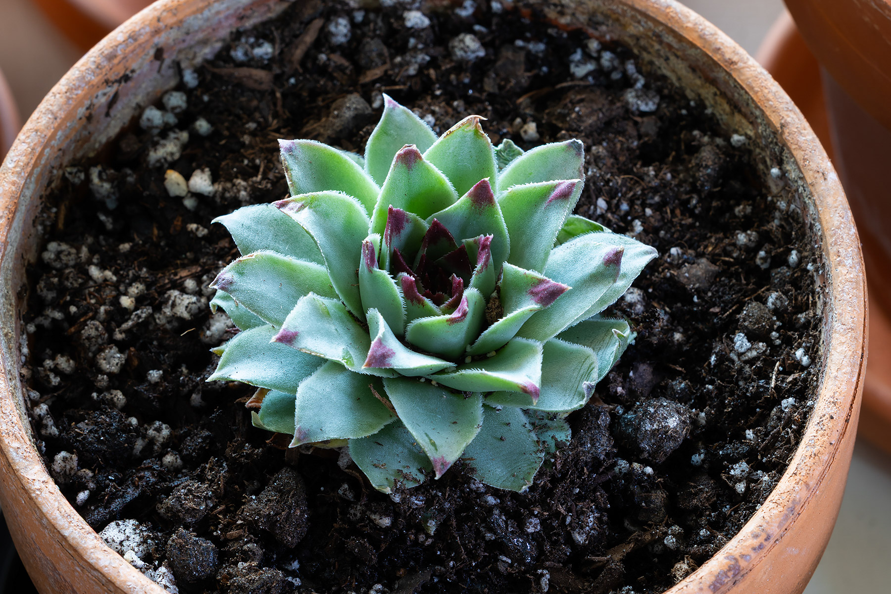 Sempervivum, unknown variety, purple-tipped leaves.  (#4 of six unknown varieties of Sempervivum in Jan. 29 shipment.)  Click for next photo.