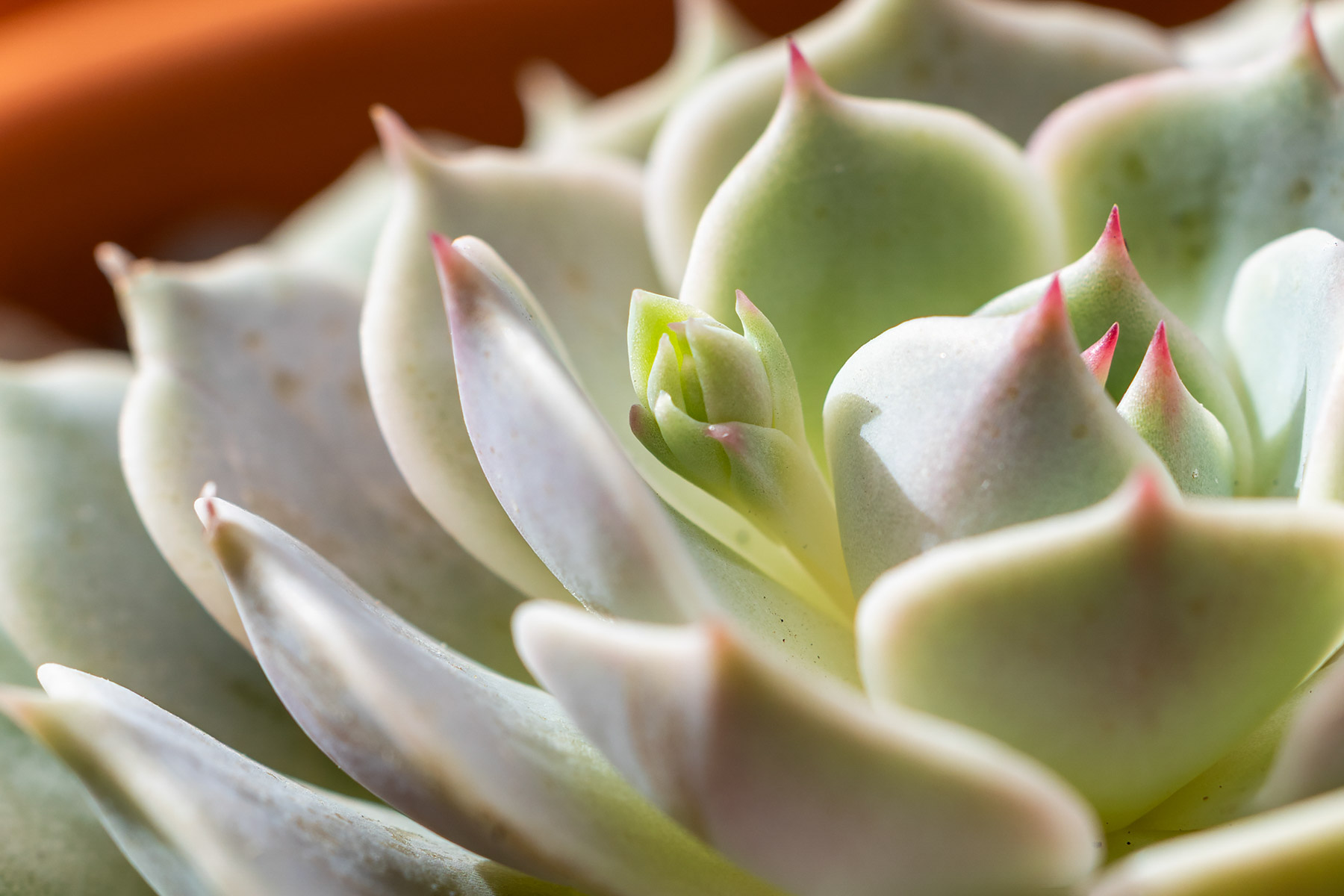 Echeveria Lola with a little flower bud forming.  In less than a week with sunlight and grow lights, the color has become less green and more pastel.  Click for next photo.