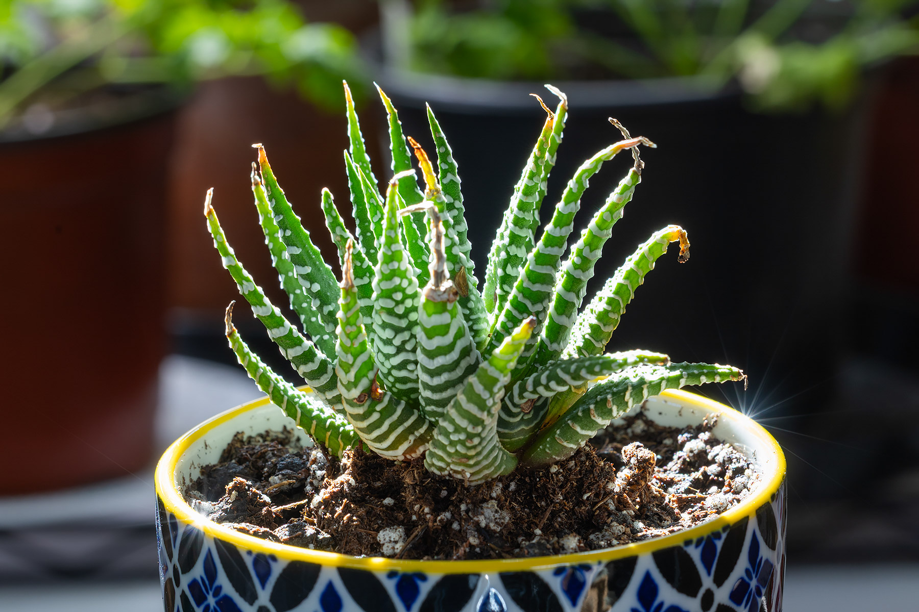 Haworthia fasciata Zebra Plant, which can thrive in relatively-low light.  Click for next photo.