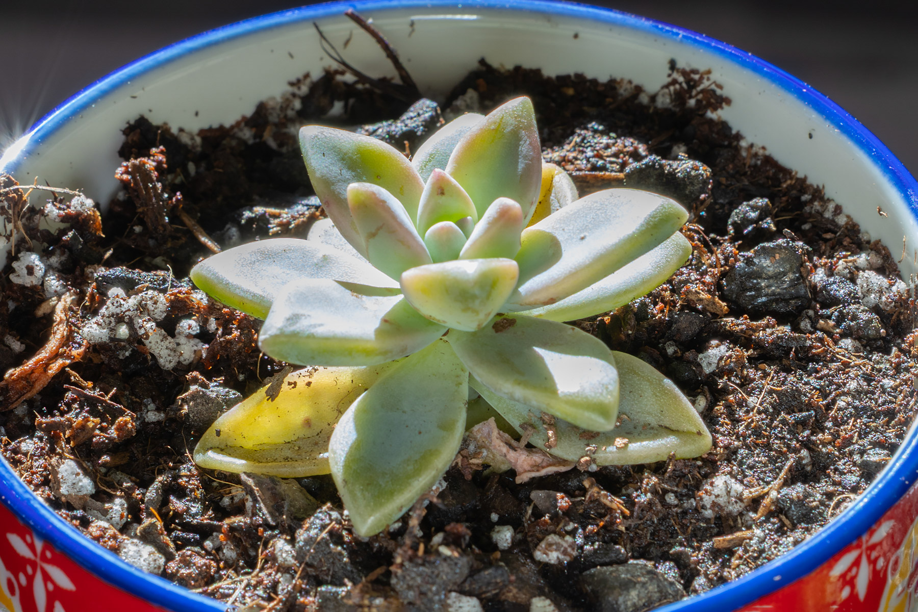 Graptopetalum paraguayense Ghost Plant will show a wide range of pastel tones as it matures.  Click for next photo.