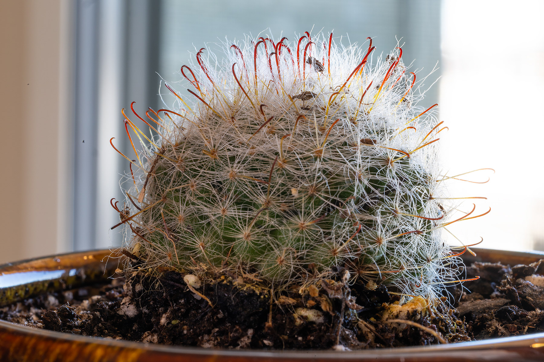 Mammillaria Powder Puff Cactus.  Click for next photo.