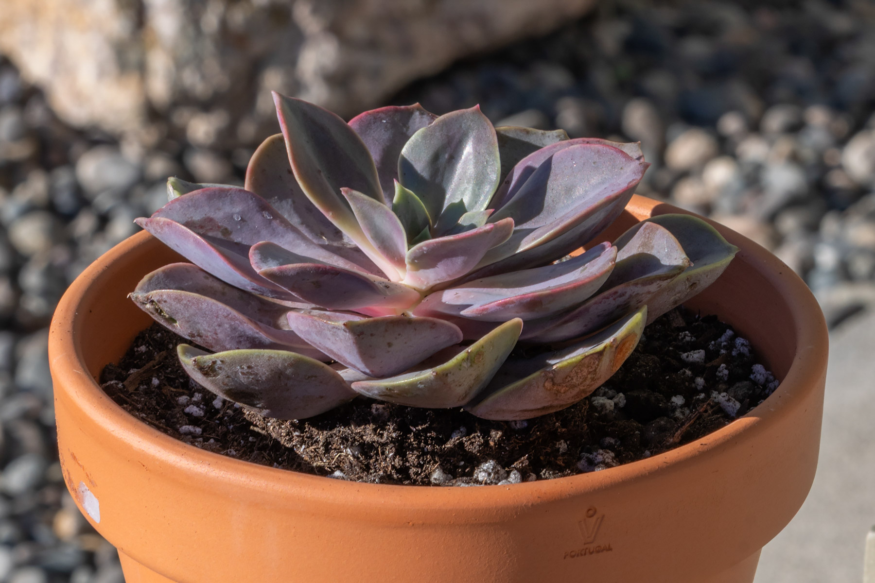 Echeveria Red Sky.  Click for next photo.