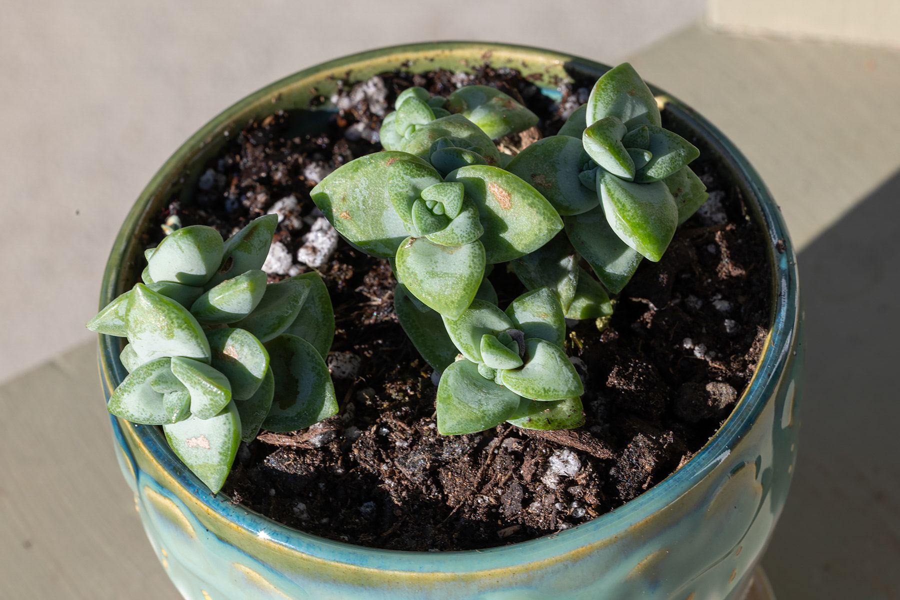Related to Jade, a Crassula rupestris "String of Buttons."

  Click for next photo.