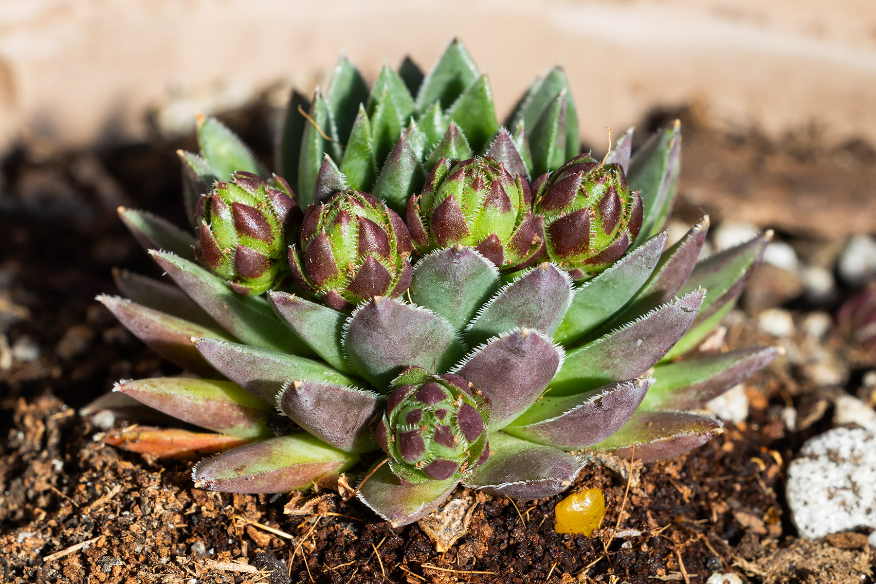 Sempervivum Globiferum Budai Mountains.  Five offsets are still attached to the mother plant.  Click for next photo.