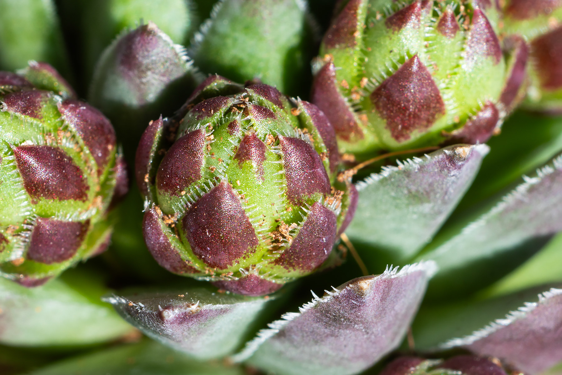 Sempervivum Globiferum Budai Mountains, closeup of one of the offsets.  Click for next photo.