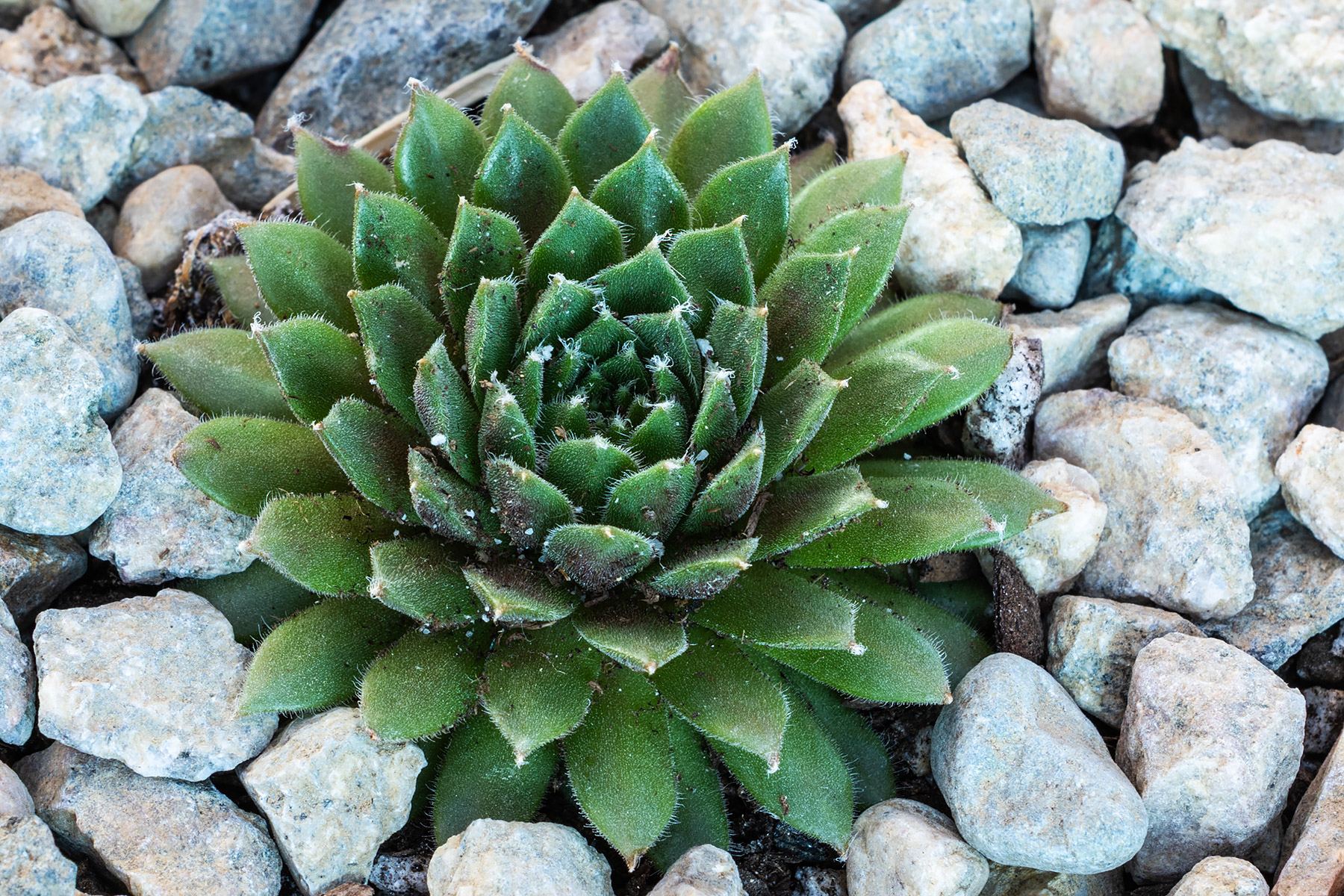 Sempervivum, unknown variety.  (#3 of six unknown varieties of Sempervivum in Jan. 29 shipment.)  Click for next photo.