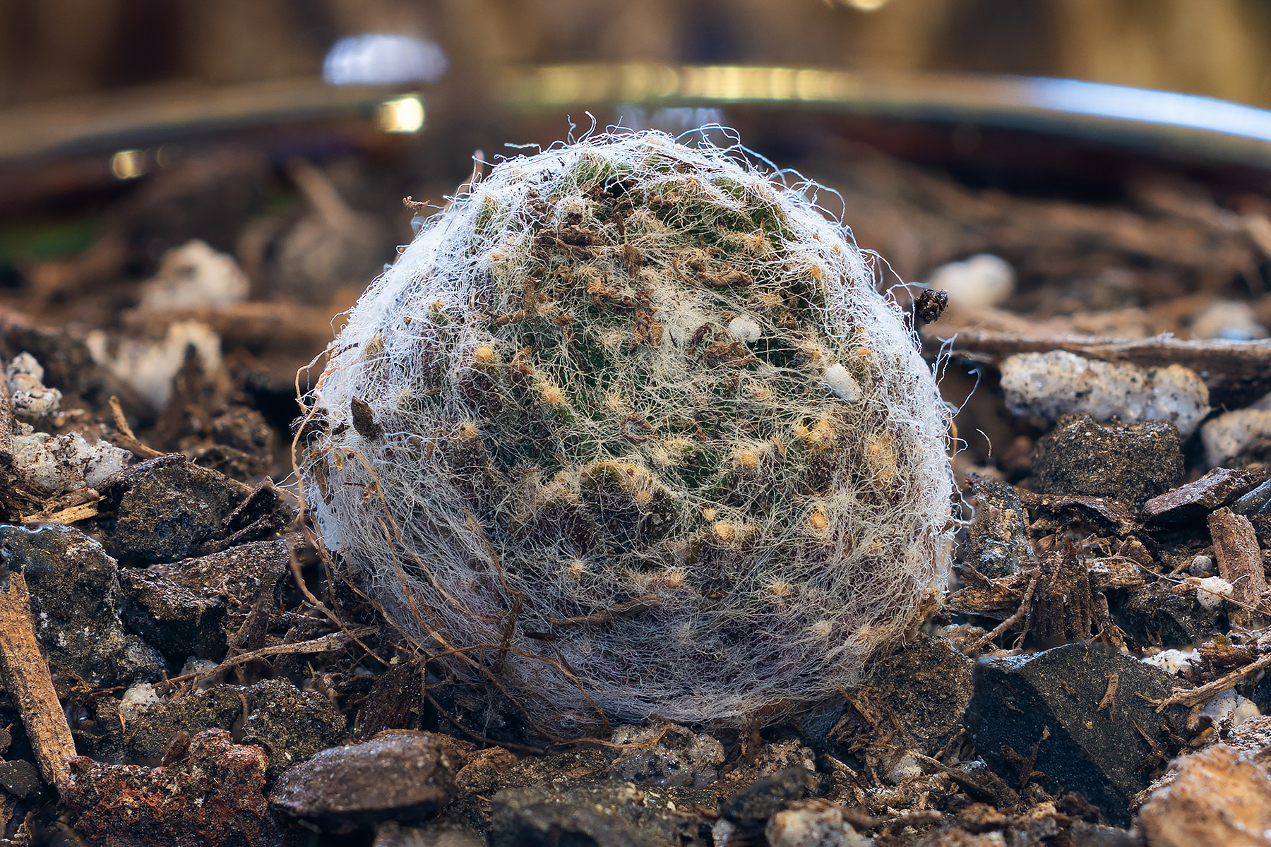 A loose ball from my Jan. 29 Sempervivum shipment, unknown variety but probably an Arachnoideum.  Not sure if the ball is alive, but it is being given every opportunity.  The image is an example of focus bracketing, 20 stacked images.  (#1 of six unknown varieties of Sempervivum.)  Click for next photo.