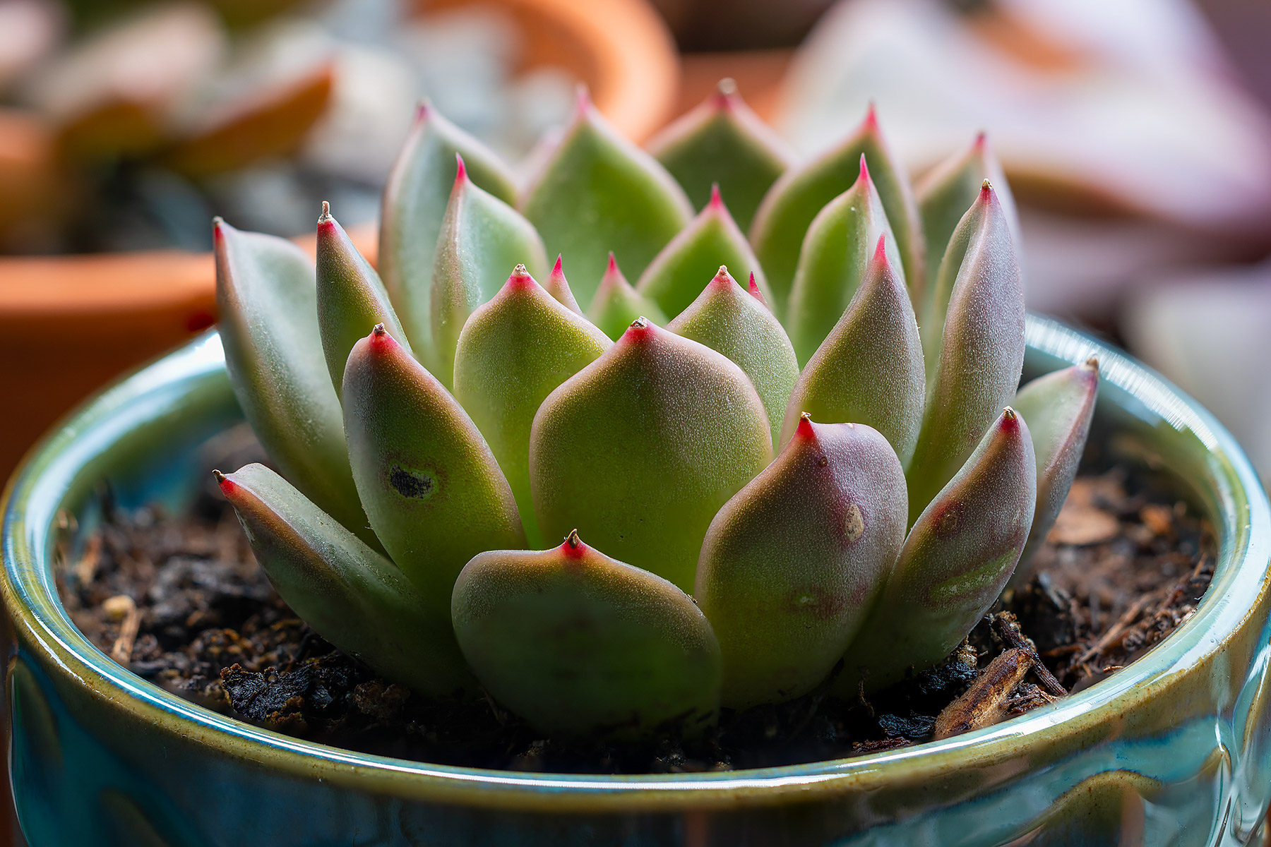 A generic Echeveria from Trader Joe�s.  Click for next photo.