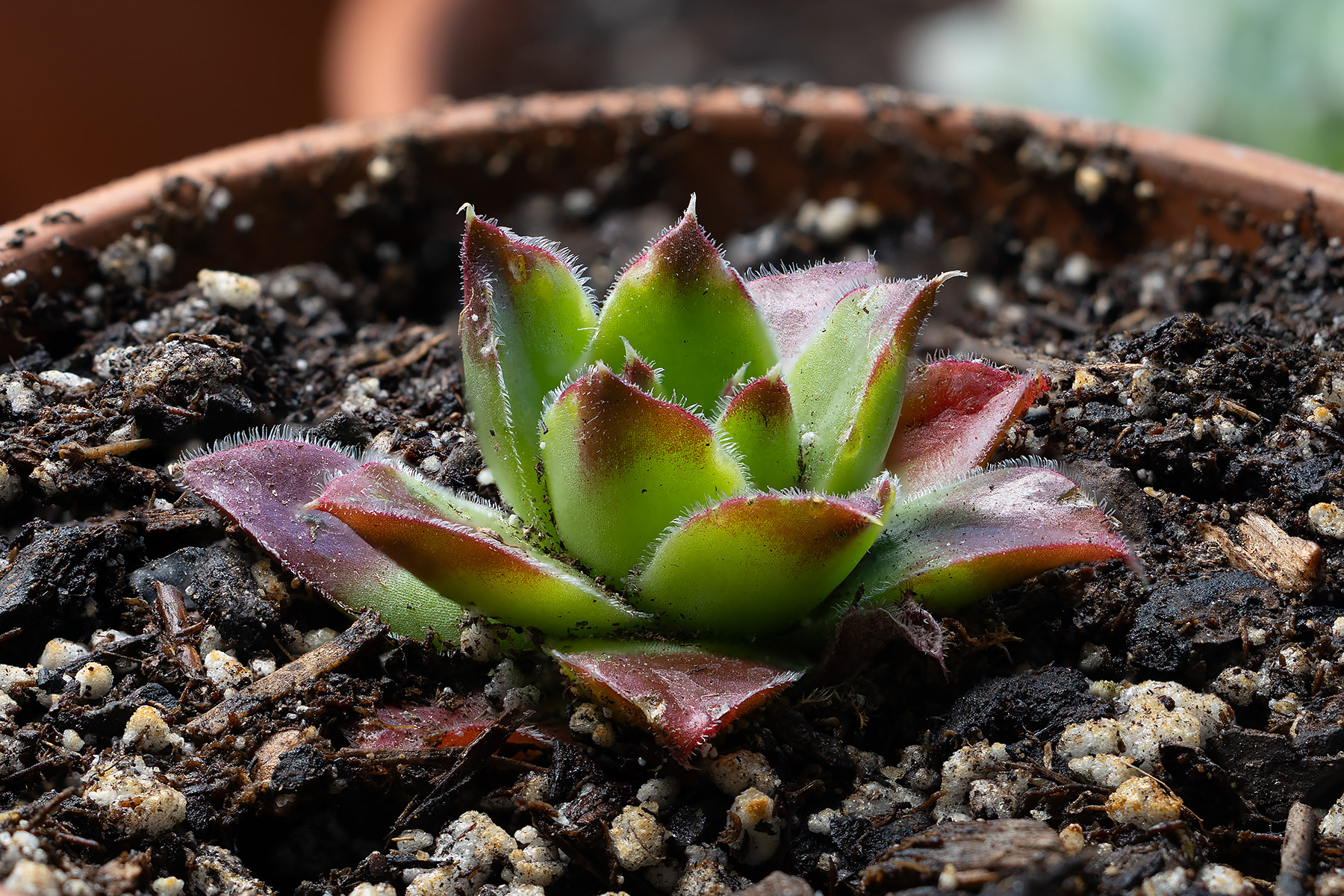 Sempervivum Strawberry Kiwi of the Chick Charms line.  Click for next photo.