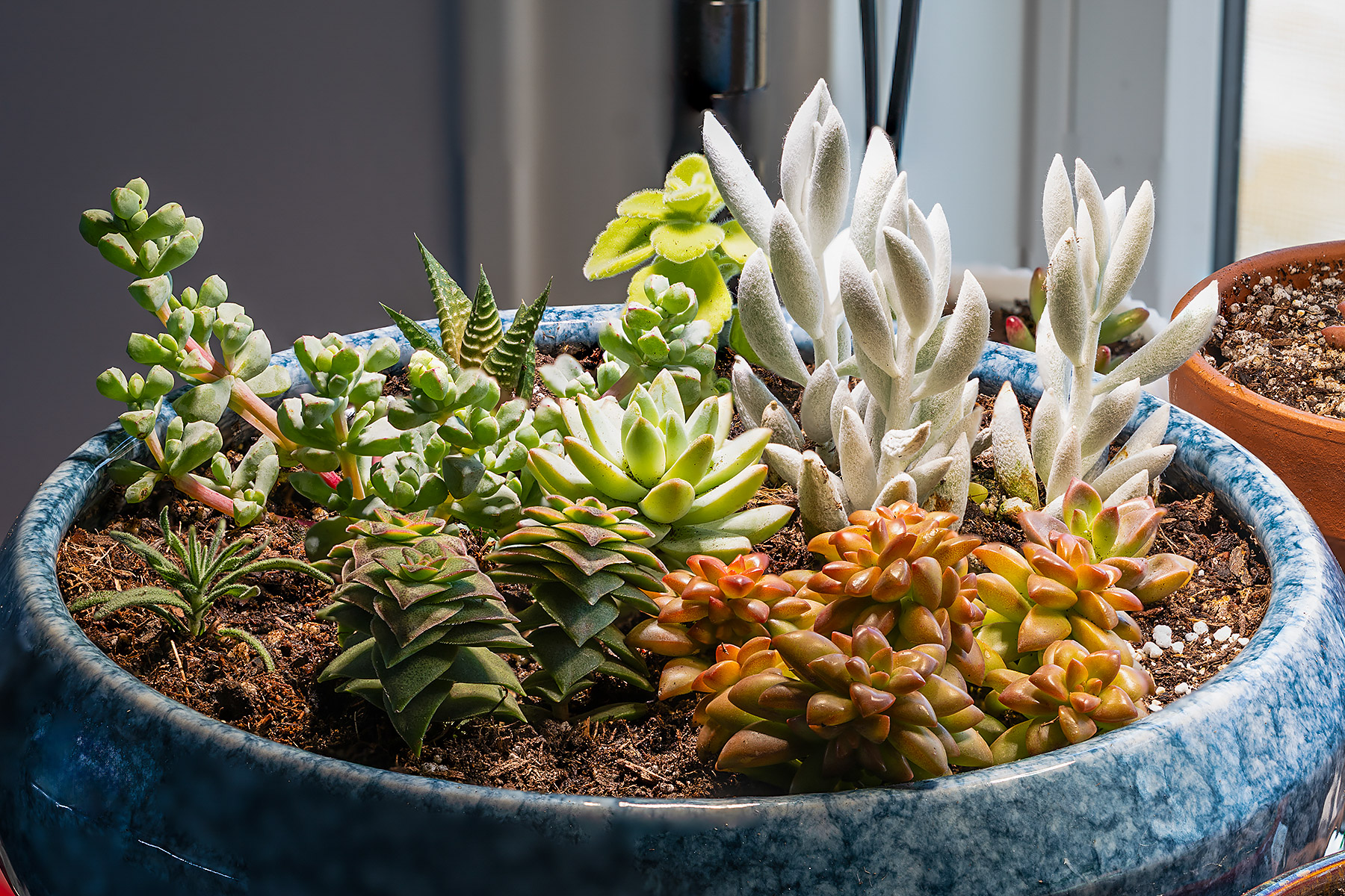 One of my first attempts at making a succulent bowl.  Clockwise from right, the white Senecio haworthii Cocoon Plant, Sedum Shooting Stars, Crassula String of Buttons (variegated), a random rosemary, Oscularia deltoides (one of several unrelated varieties commonly known as Ice Plant), a pup from the Haworthia limifolia Fairy Washboard, a Cuban Oregano which has since been relocated, and at center one rosette from the pot of four Echeveria Lilac Mist.  Click for next photo.