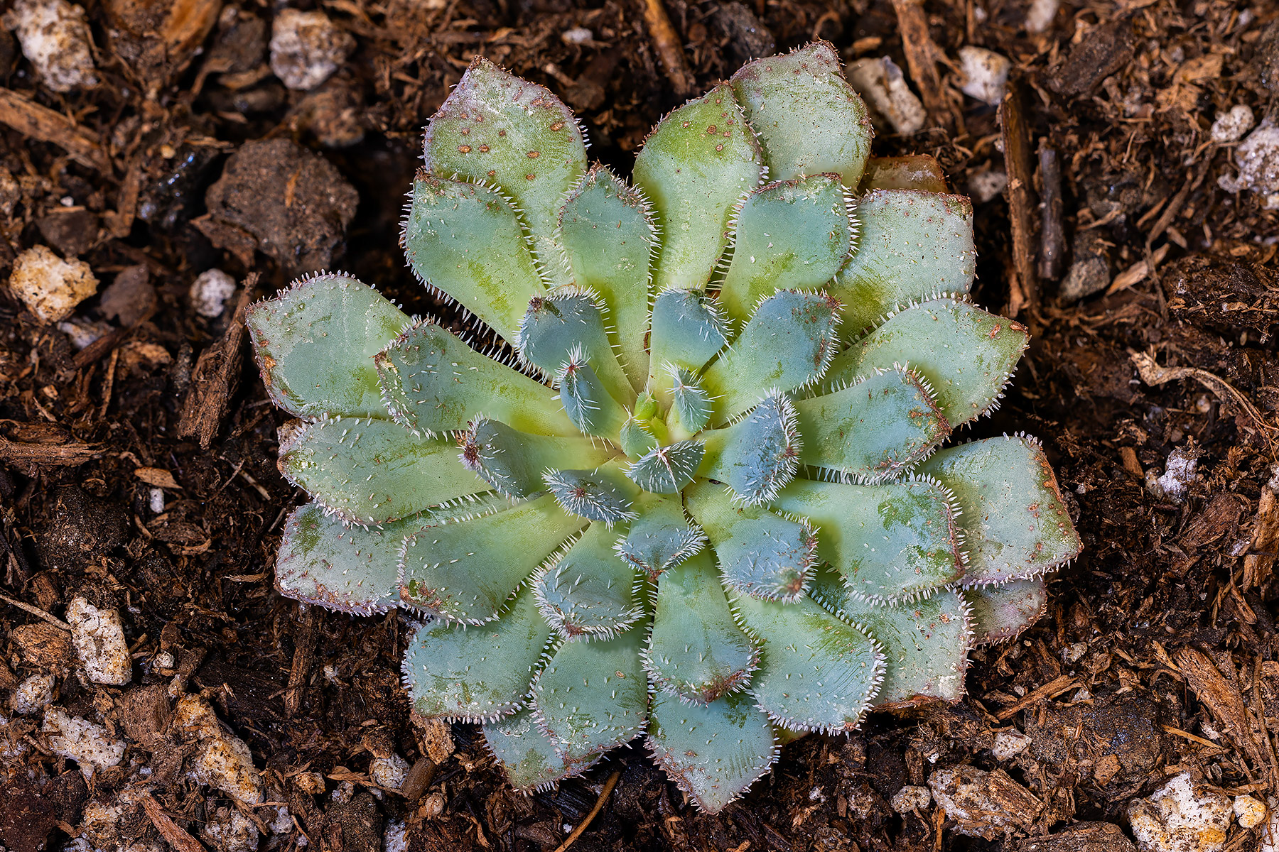 Echeveria Setosa Var. Deminuta, blue leaves with tufts of hair at the tips.  Click for next photo.