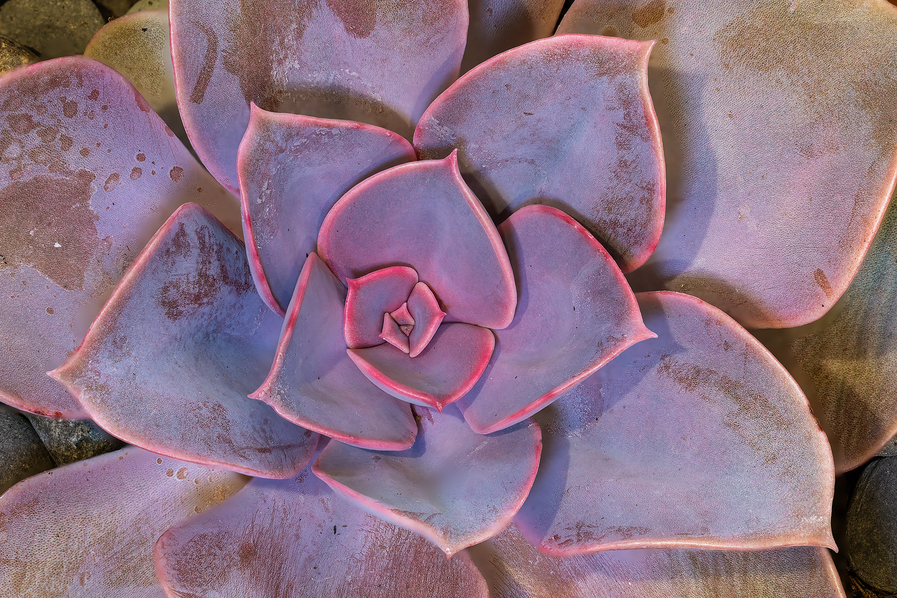 Echeveria Perle von Nurnberg, perhaps the most popular Echeveria variety.  Click for next photo.
