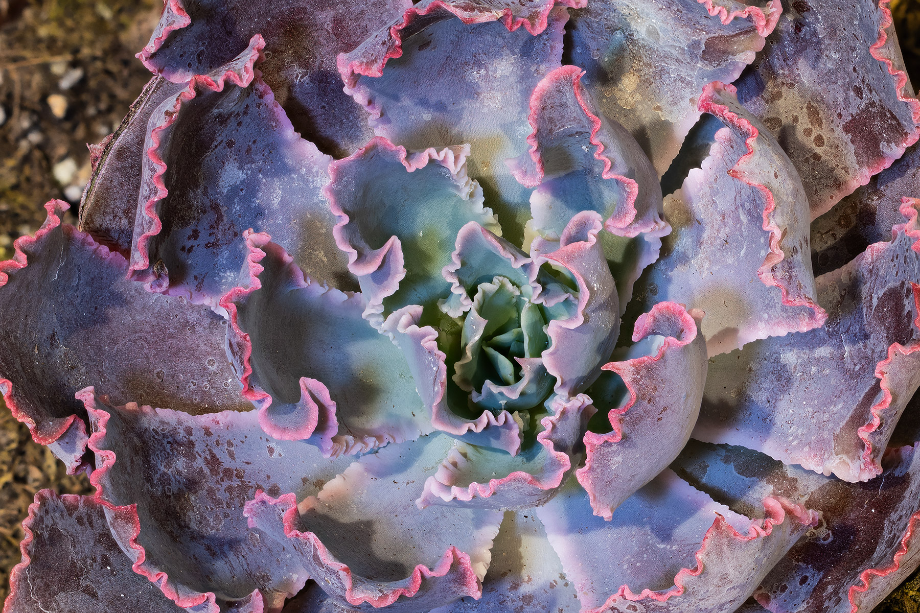 Echeveria Neon Breakers.  Click for next photo.