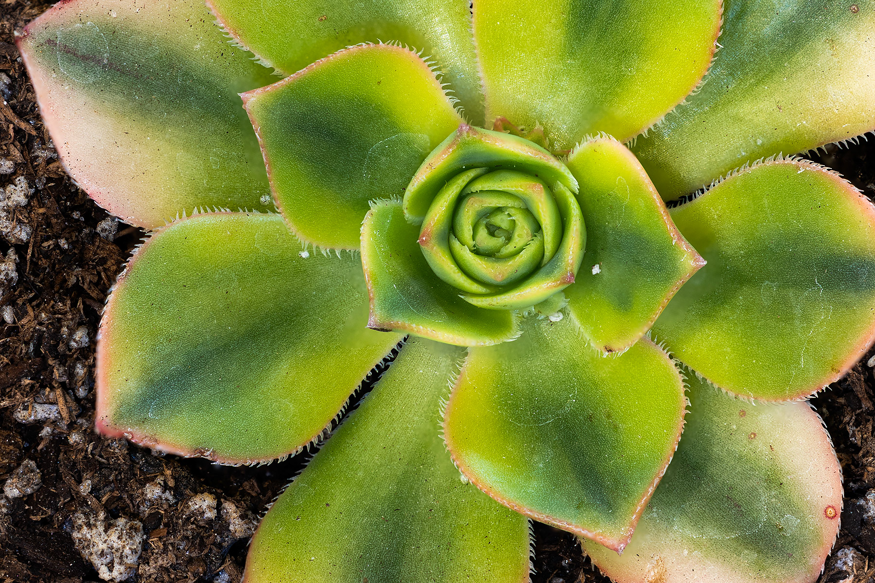 Aeonium Florens, my first and so-far only Aeonium, very green after unboxing.  Click for next photo.