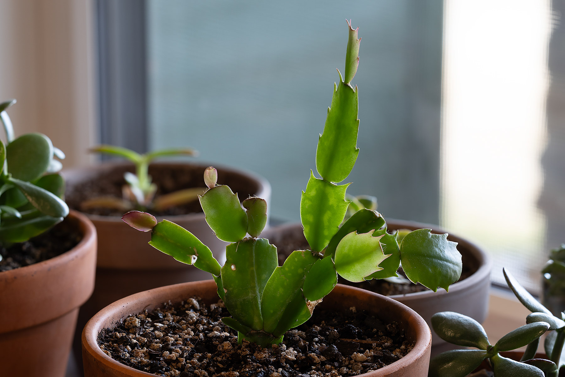 Thanksgiving Cactus.  Click for next photo.