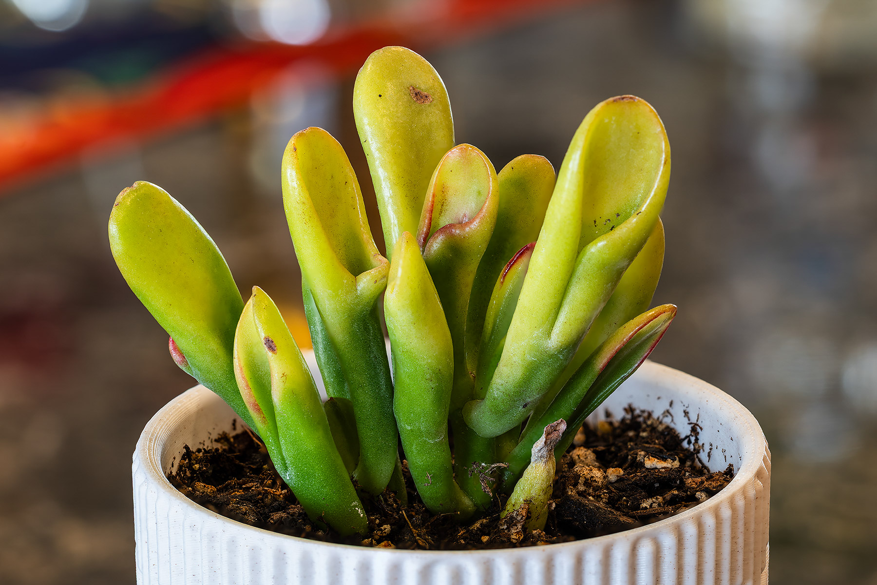 This was in bowl of unidentified plants from Home Depot, but it is obvious it is a Crassula Ogre Ears.  The top of this one and others in the store were very yellow and it is only gradually getting green.

  Click for next photo.