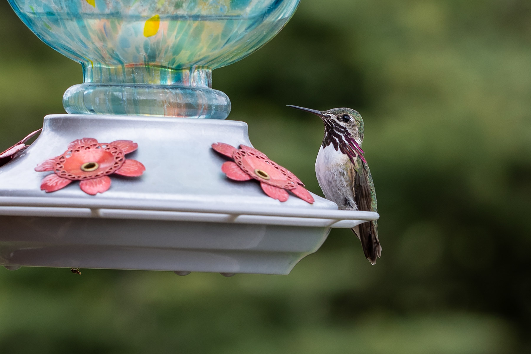 First hummingbirds of the season.  Click for next photo.