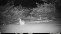 Bunny rabbit has survived in this part of the Custer Gallatin National Forest surrounded by mountain lions, bobcats, coyotes and bear.