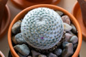 Mammillaria Elegans Cactus.