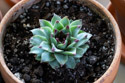 Sempervivum, unknown variety, purple-tipped leaves.  (#4 of six unknown varieties of Sempervivum in Jan. 29 shipment.)