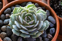 Echeveria Lola fresh from the store, still green.