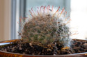 Mammillaria Powder Puff Cactus.