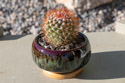 Mammillaria rhodantha cactus, the Rainbow Pincushion.
