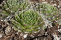 Sempervivum, unknown variety but probably an Arachnoideum.  (#1 of six unknown varieties of Sempervivum in Jan. 29 shipment.)