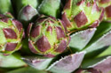 Sempervivum Globiferum Budai Mountains, closeup of one of the offsets.