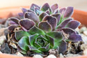 Sempervivum, unknown variety, purple leaves, small rosette growing out the side of the main one.  (#5 of six unknown varieties of Sempervivum in Jan. 29 shipment.)