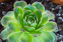 Sempervivum Heuffelii Coral Reef.  Mostly green with red tips now, but the spring and summer sun should bring out more dramatic colors.