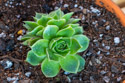 Sempervivum Heuffelii Orion.  It should develop red and purple color with increased light, and silvery cilia on the leaves can give the plant a frosted appearance.  The one I received is two rosettes back-to-back.