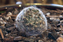 A loose ball from my Jan. 29 Sempervivum shipment, unknown variety but probably an Arachnoideum.  Not sure if the ball is alive, but it is being given every opportunity.  The image is an example of focus bracketing, 20 stacked images.  (#1 of six unknown varieties of Sempervivum.)