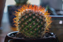 Mammillaria rhodantha cactus, the Rainbow Pincushion.
