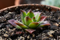 Sempervivum Strawberry Kiwi of the Chick Charms line.