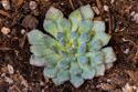 Echeveria Setosa Var. Deminuta, blue leaves with tufts of hair at the tips.