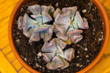 Echeveria Cubic Frost.