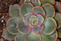Echeveria Raindrops, about a month after the previous image, well on the road to recovery from shipping stress.