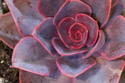 Echeveria Red Sky.