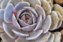 Echeveria Lola, more than a month after the previous image, perhaps the plant realized it was winter and allowed the flower bud to fade away.