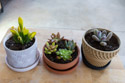 From the Home Depot pot with nine plants, the Crassula Ogre Ears and what I m assuming is a Pachyphytum flank the four plants that went back in the bowl.  The other three from this haul went to other bowls.