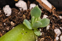 Succulent sprouting from a leaf, not sure of the variety.