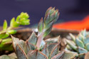 Echeveria Purpusorum with a flower (?) stalk.
