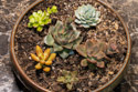 Another succulent bowl, this one in an eight-inch Bonsai.  All of these plants are nameless except the fabulous Echeveria Purpusorum at center.  These all might be Echeverias except the probable Sedum at lower left.
